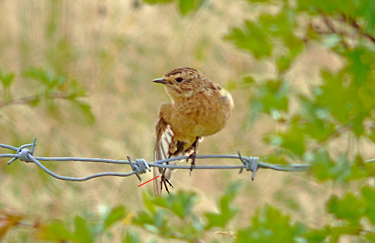 Whinchat in moult, West Midlands, August 2016