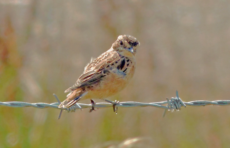 Whinchat in moult, West Midlands, August 2016