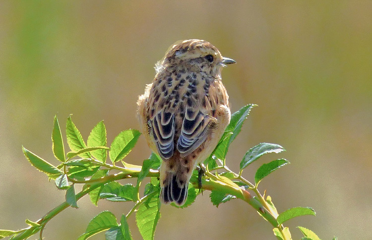 Whinchat in moult, West Midlands, August 2016