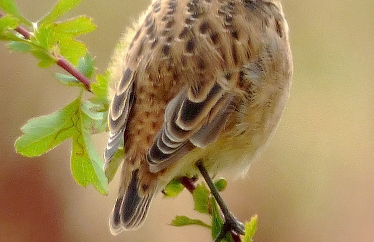 Whinchat in moult, West Midlands, August 2016