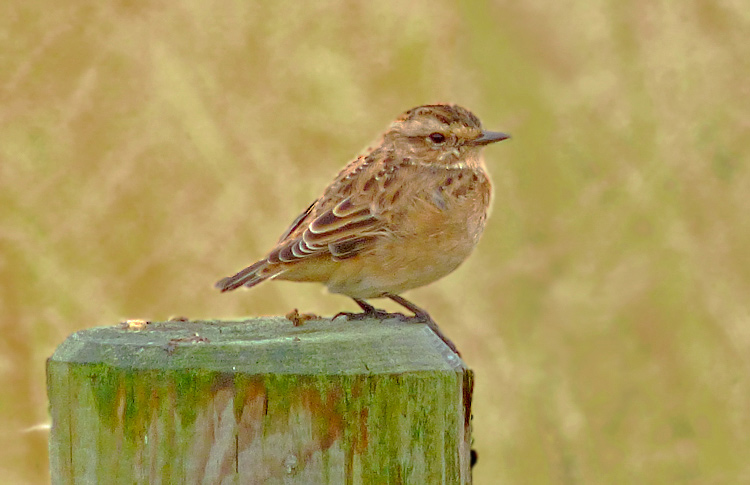 Whinchat in moult, West Midlands, August 2016