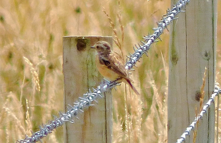 Whinchat in moult, West Midlands, July 2016