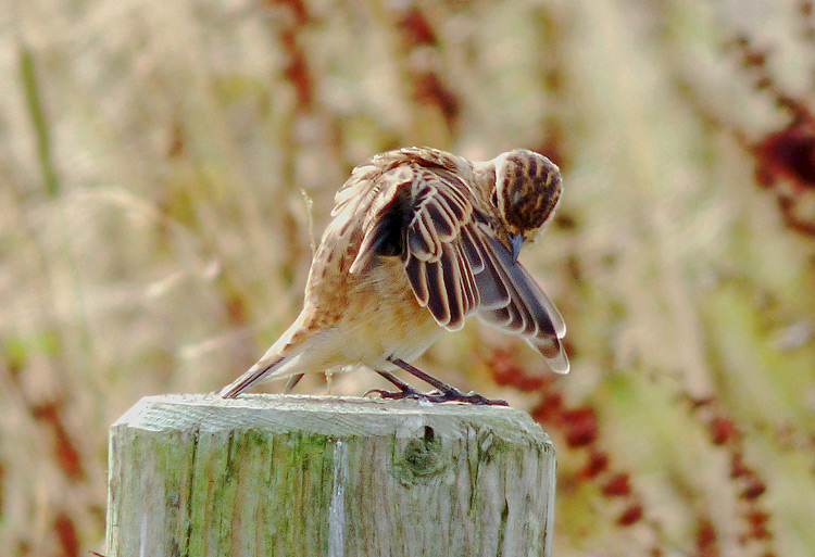 Whinchat in moult, West Midlands, August 2016