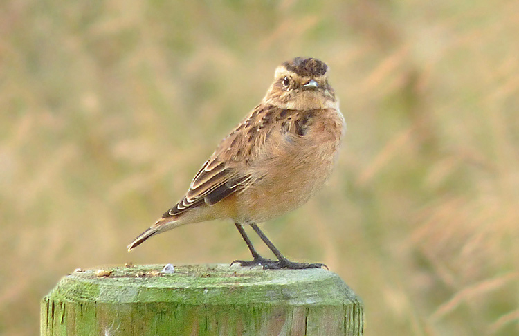 Whinchat in moult, West Midlands, August 2016