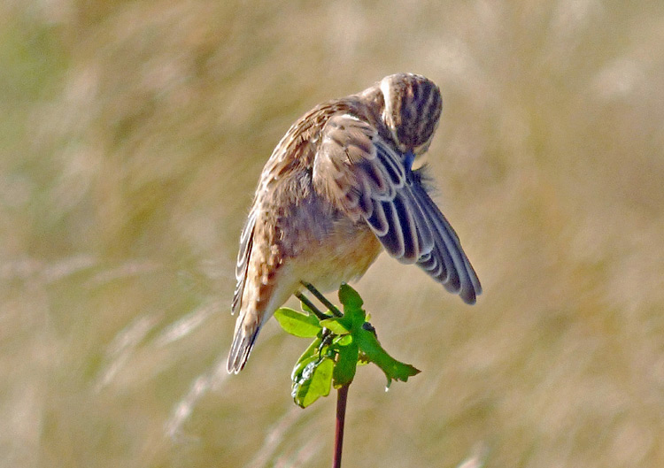 Whinchat in moult, West Midlands, August 2016