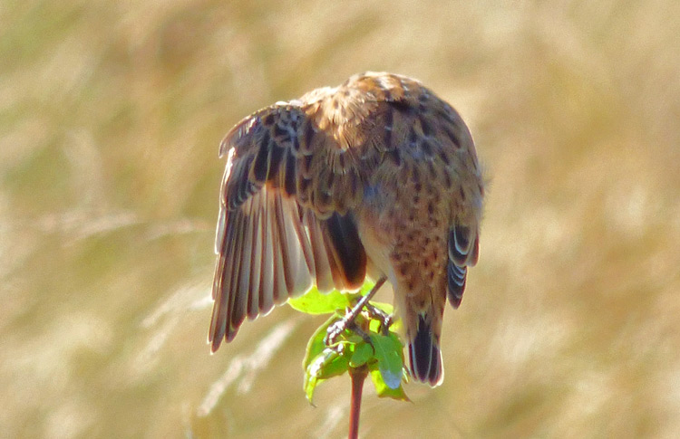 Whinchat in moult, West Midlands, August 2016