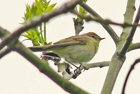 Willow Warbler with song incorporating an ibericus-like phrase
