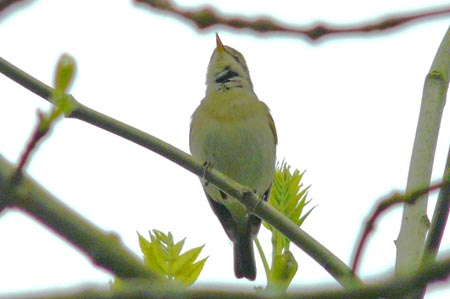 Willow Warbler with song incorporating an ibericus-like phrase