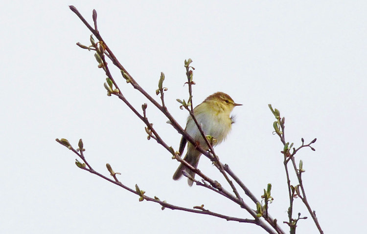 Apparent Willow Warbler with 'mixed' WW / Chiffchaff song, Warks, April 2016