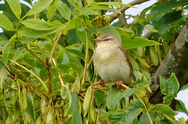 Willow Warbler with 'mixed song', Warks, 2015