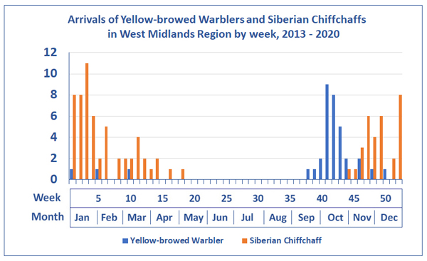 Yellow-browed Warblers and Siberian Chiffchaffs by week