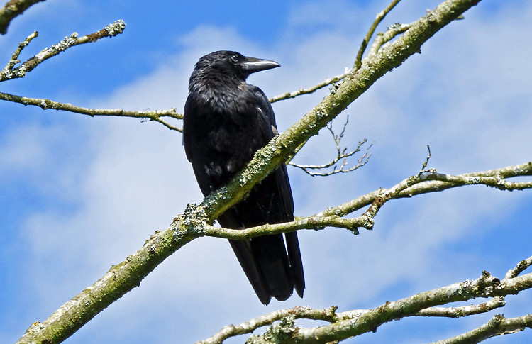Carrion Crow, Warks, July 2022