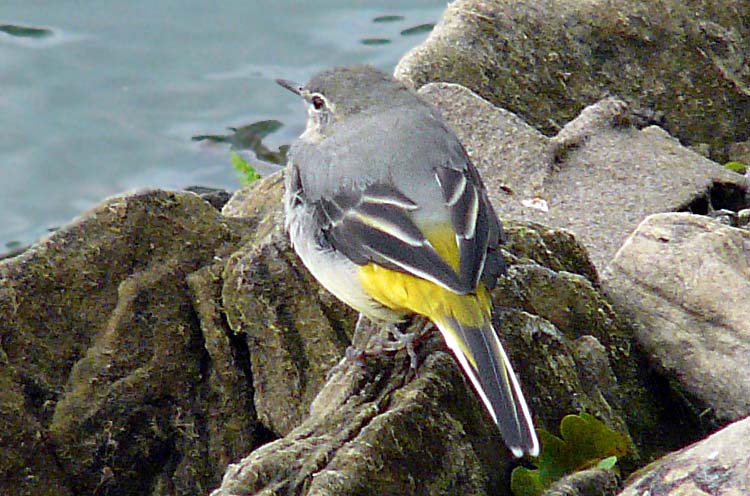 Grey Wagtail, West Midlands, September 2011