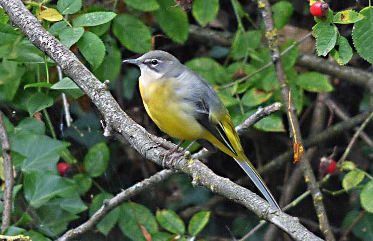 Grey Wagtail, West Midlands, September 2019