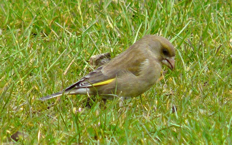 Greenfinch, Warks, April 2008