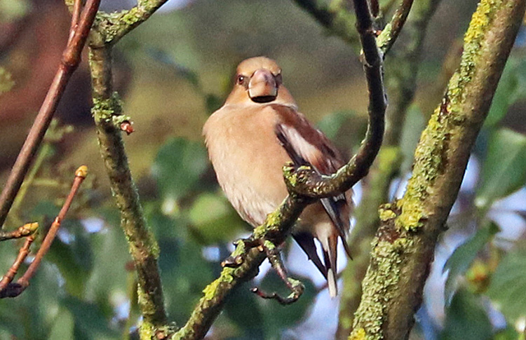 Hawfinch, West Midlands, January 2018
