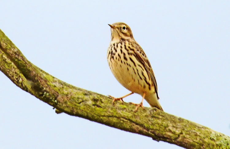 Meadow Pipit, Warks, April 2016