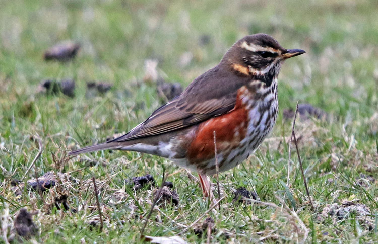 Redwing, West Midlands, February 2018