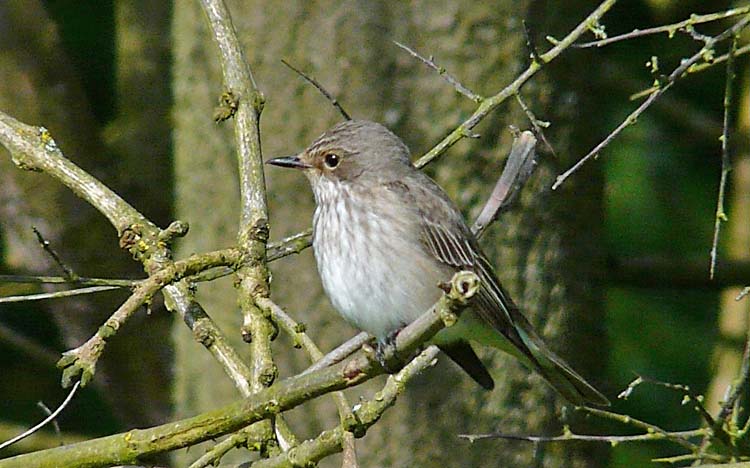 Spotted Flycatcher, Warks, May 2012