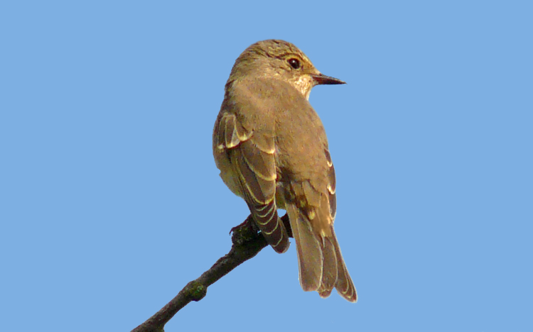 Spotted Flycatcher, Warks, Sept 2013