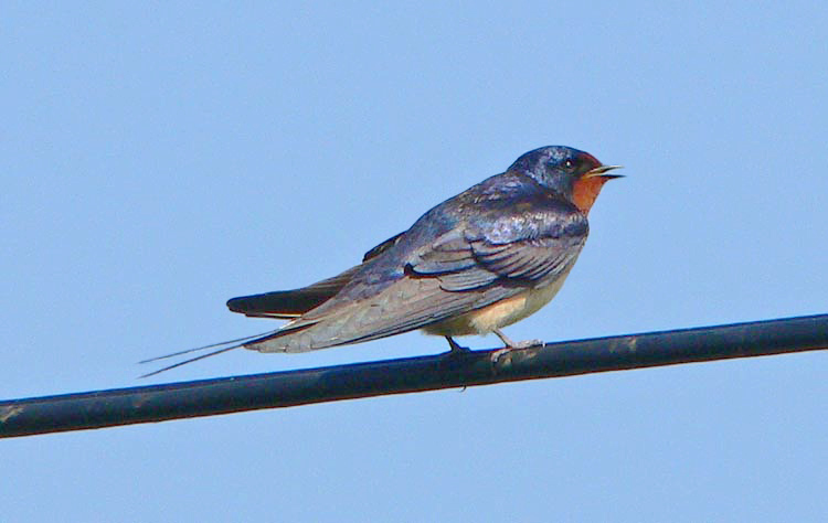 Swallow, Warks, June 2007