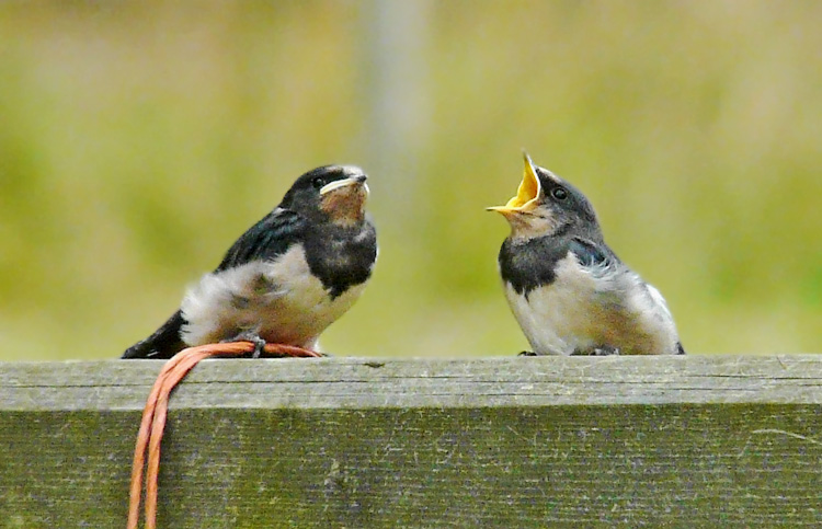 Swallows, juveniles, Warks, August 2014