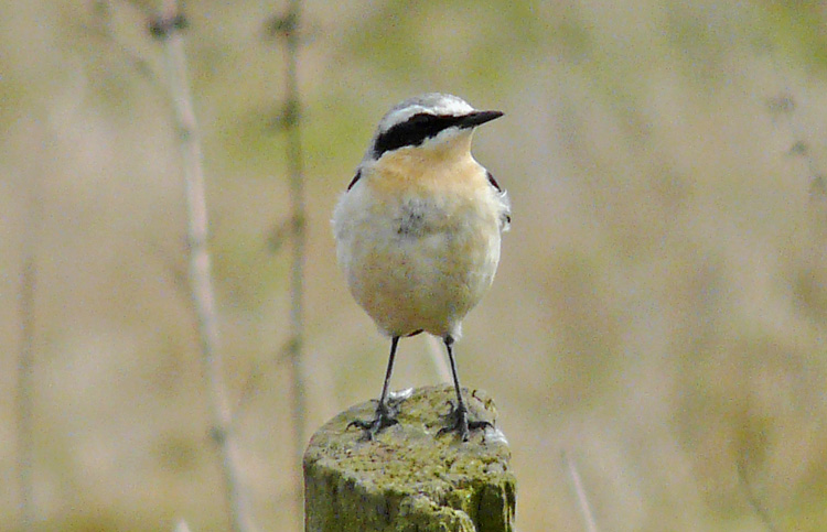 Wheatear, nominate, Warks, March 2010
