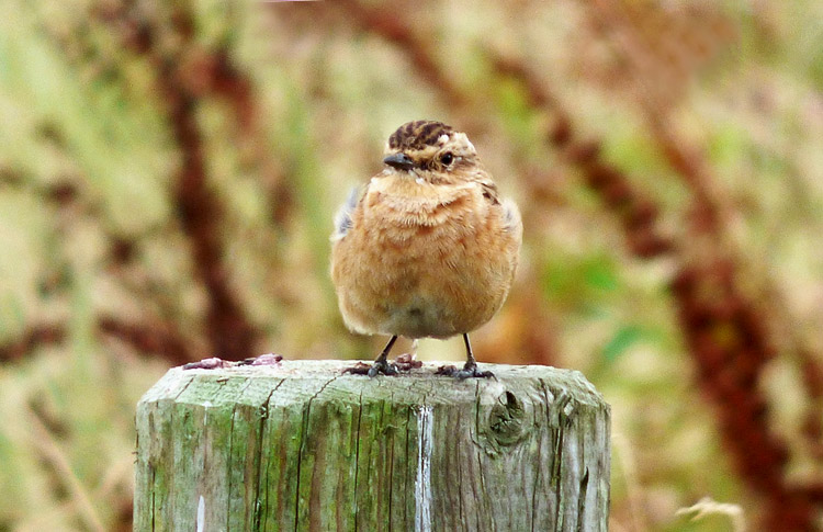Whinchat, WMids, August 2016