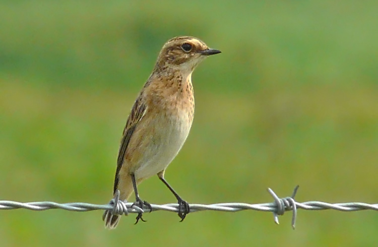 Whinchat, Warks, August 2013