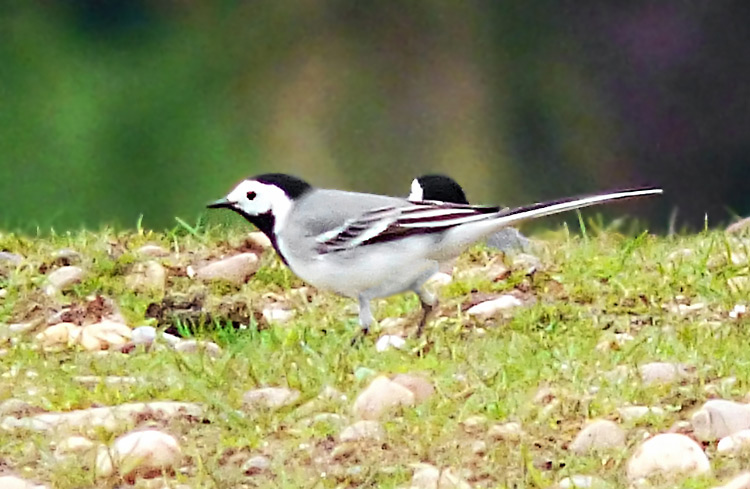 White Wagtail, Warks, April 2016