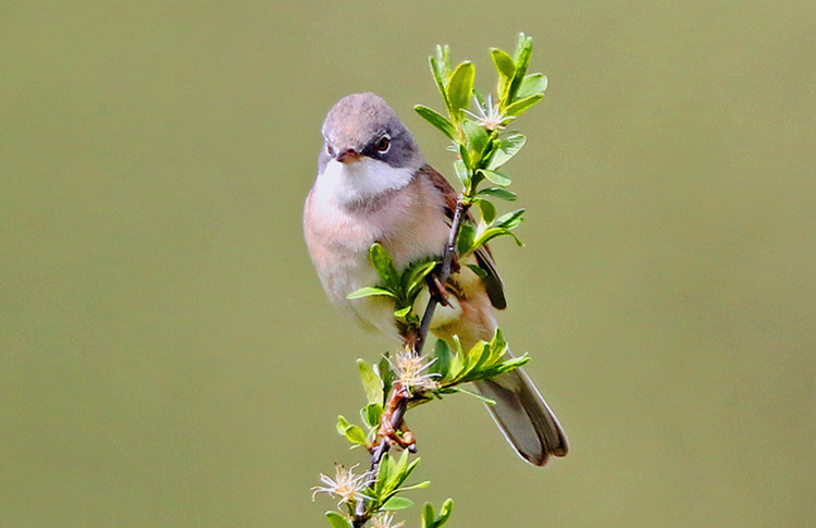 Whitethroat, WMids, May 2018