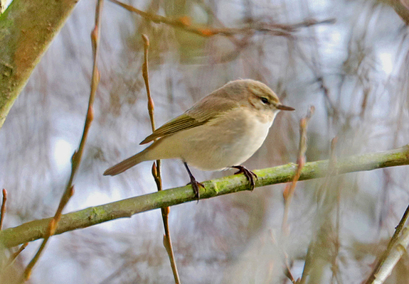 Siberian Chiffchaff, Warks, February 2025