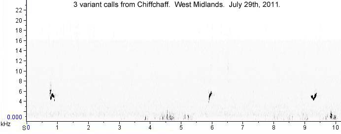 Chiffchaff : 3 variant calls from same bird