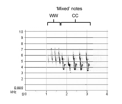Sonogram of 'mixed' Willow Warbler / Chiffchaff song-phrase