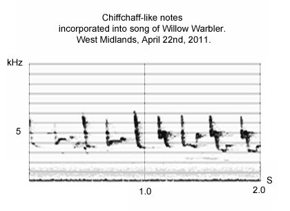 Chiffchaff-like notes from Willow Warbler's song