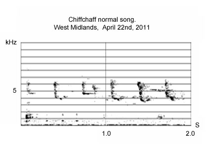 Normal Chiffchaff song