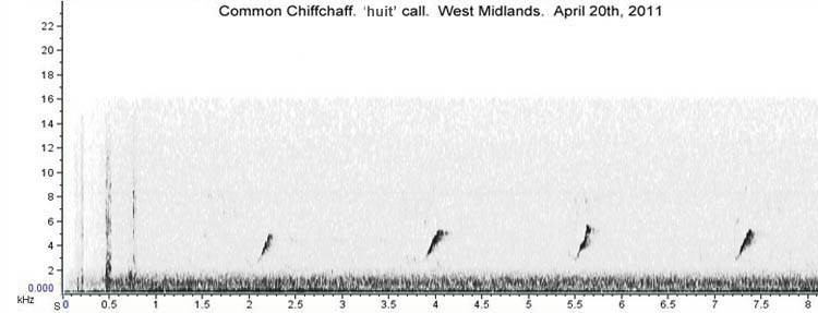 Chiffchaff: traditional 'huit' or 'hweet' calls