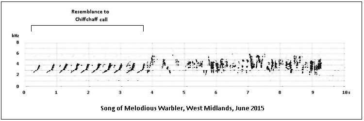 Sonogram of Melodious Warbler song