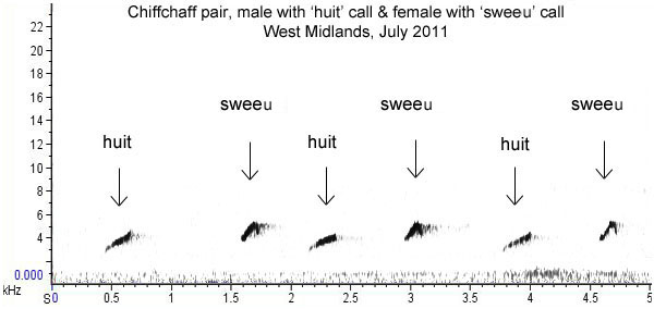 Sonogram of Chiffchaff pair with 'huit' and 'sweeu' calls