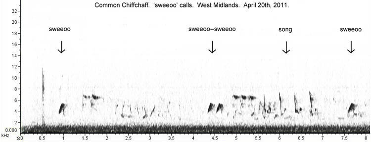 Chiffchaff: alternative 'sweeoo' calls