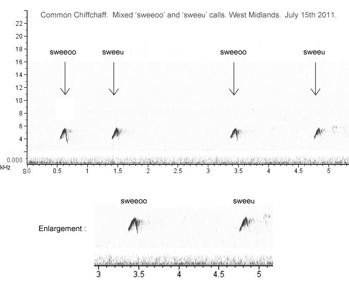 Sonogram of Chiffchaff 'sweeoo' and 'sweeu' calls