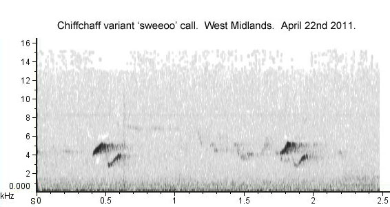 Chiffchaff: 'sweeoo' variant call