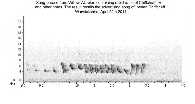 Willow Wabler song-phrase recalling Iberian Chiffchaff
