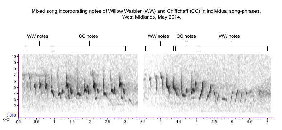 Mixed Willow Warbelr / Chiffchaff song-phrases