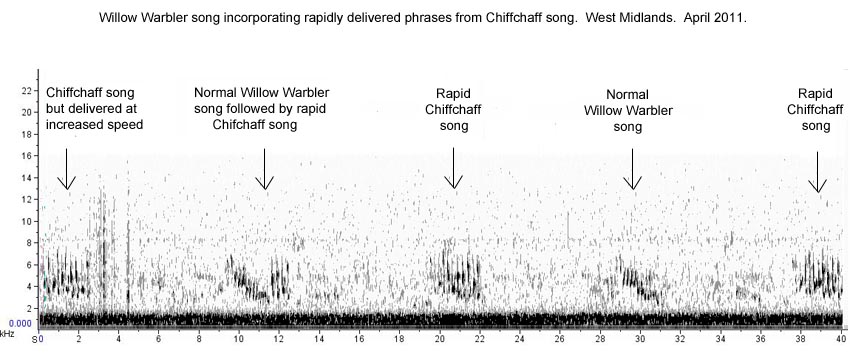 Sonogram of Willow Warbler/Chiffchaff song switching