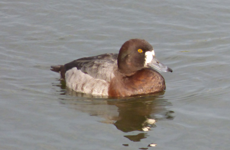 Aythya hybrid, Warks, Jan 2016