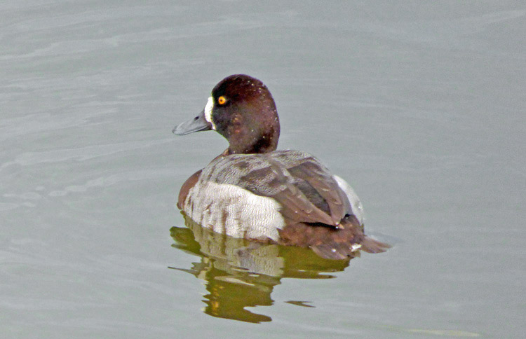 Aythya hybrid, Warks, Jan 2016