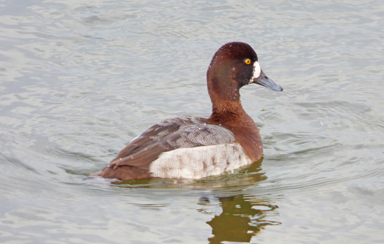 Aythya hybrid, Warks, Jan 2016