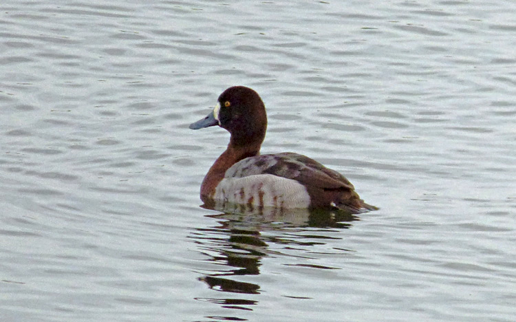 Aythya hybrid, Warks, Jan 2016