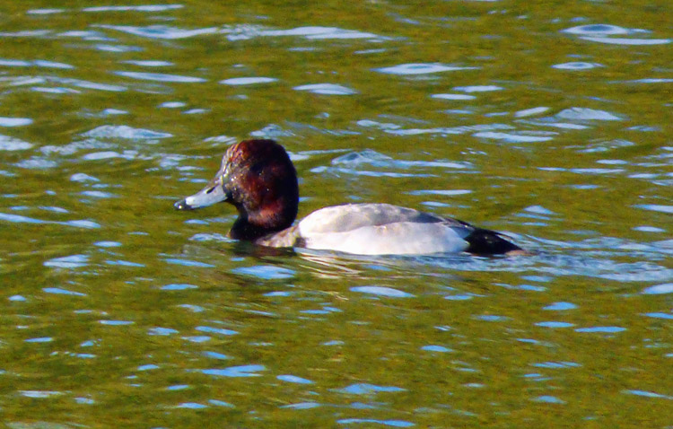 Aythya hybrid, Warks, November 2015